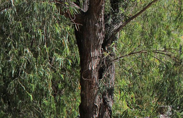 Peppermint Tree Vasse - agonis flexuosa