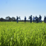 Close up of rye grass in a paddock