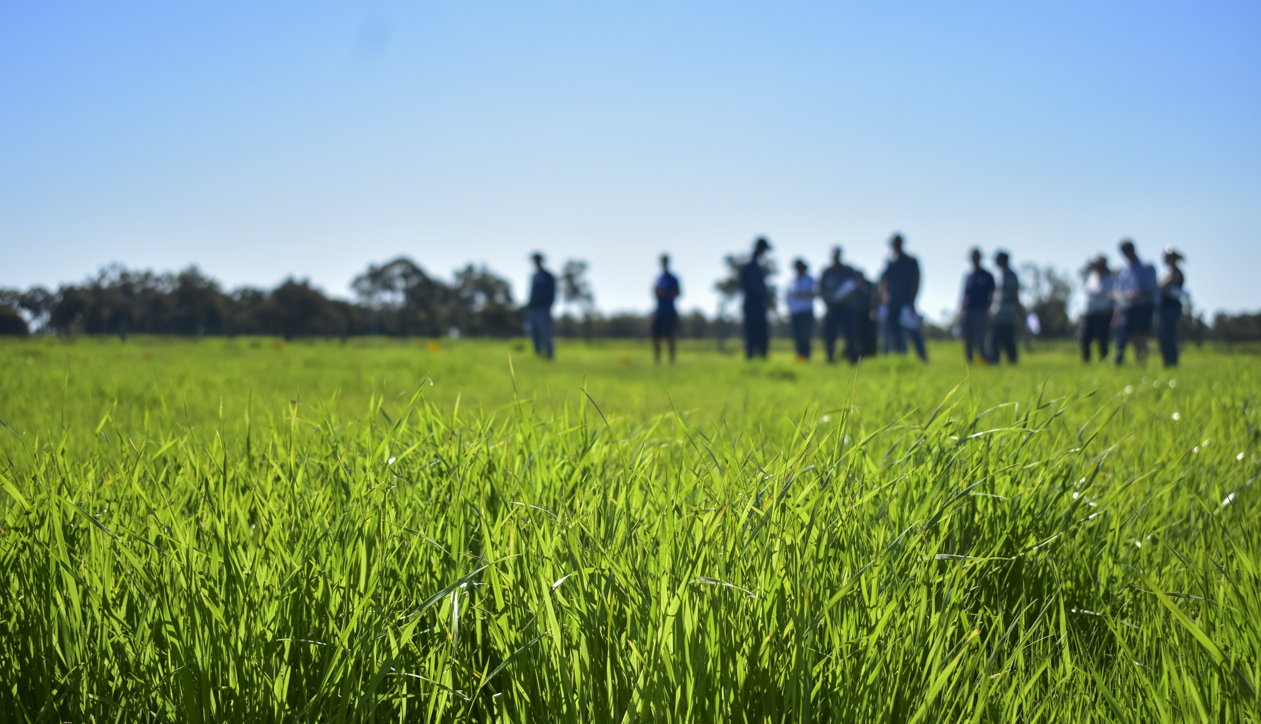 Featured image for “Fertiliser trials protecting waterways and farmers”