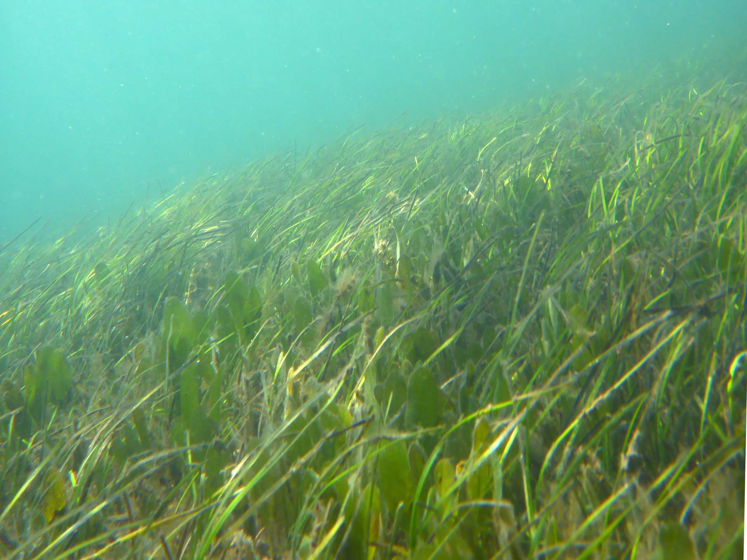 Zostera seagrass