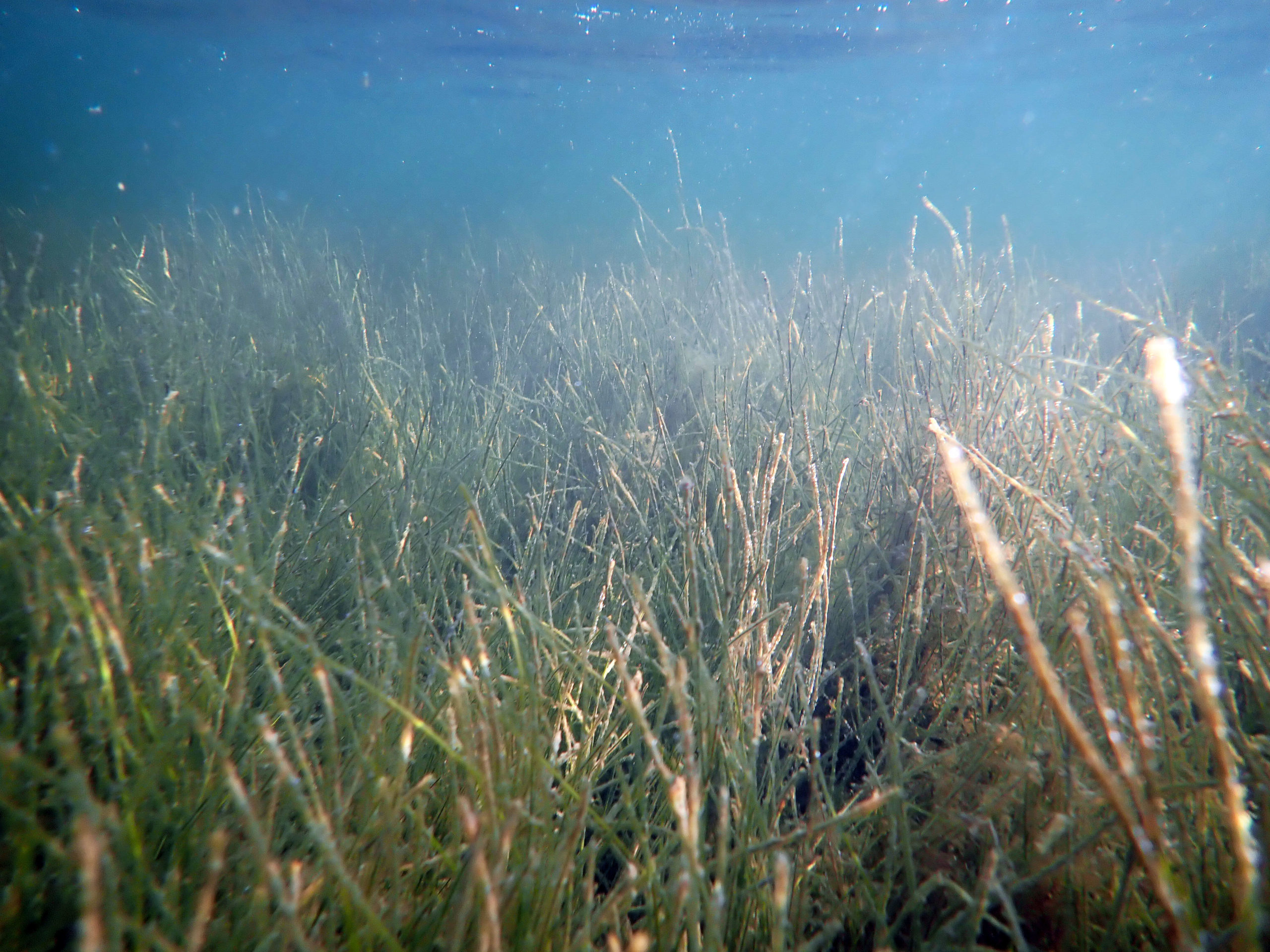 Ruppia seagrass