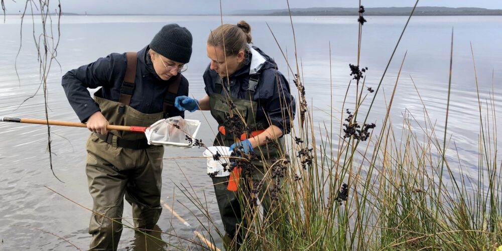 Two scientists stand in shallow water on a cloudy day and inspect waterbugs in a net. They are wearing waders and there are reeds in the foreground.