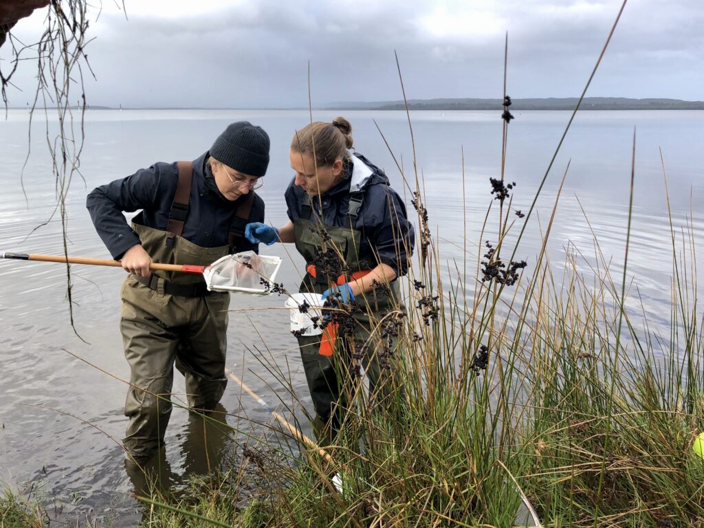 Two scientists stand in shallow water on a cloudy day and inspect waterbugs in a net. They are wearing waders and there are reeds in the foreground.