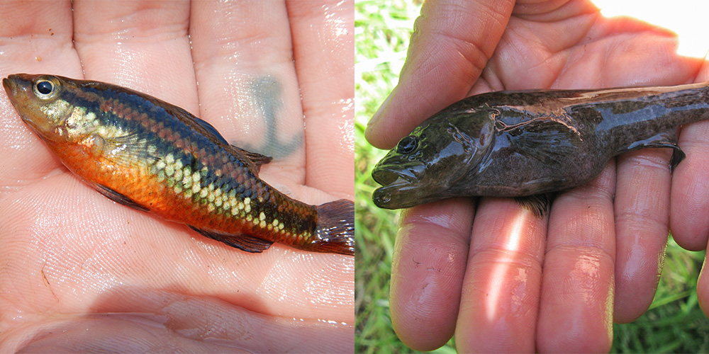 Two side by side images. Each image is of a fish held in the palm of a hand